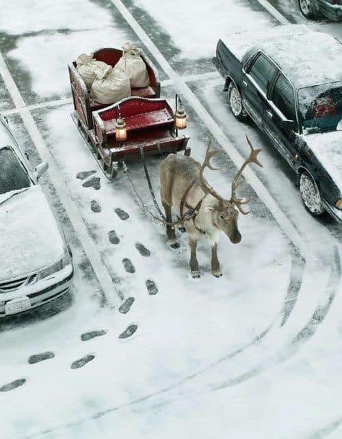 Trenó tradicional com uma rena, parado em um estacionamento entre dois carros (foto: Pinterest)
