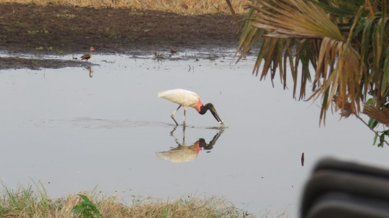 Tuiuiú é a ave-símbolo do Pantanal
