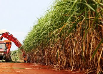 Foto: canasol.com.br