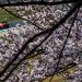 Cerejeira em flot e um Ferrari passsndo (Foto: FIA)